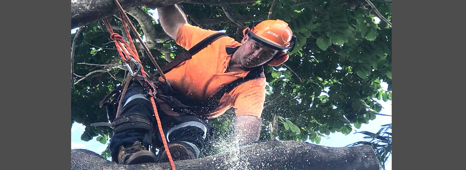 Brisbane Tree Lopping