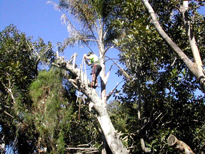 Tree Pruning Services Brisbane